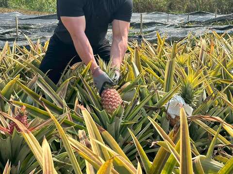 KOL於关庙凤梨田体验摘凤梨