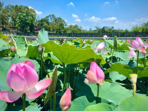 莲花公园现况