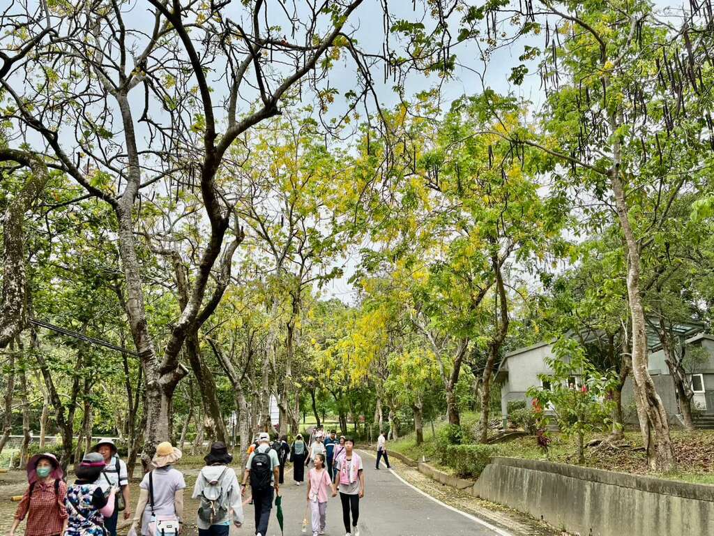 虎頭埤阿勃勒花季浪漫登場 全民健走賞花帶走夏日回憶