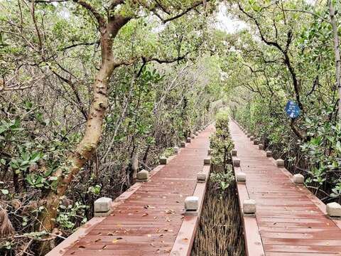 红树林绿色隧道