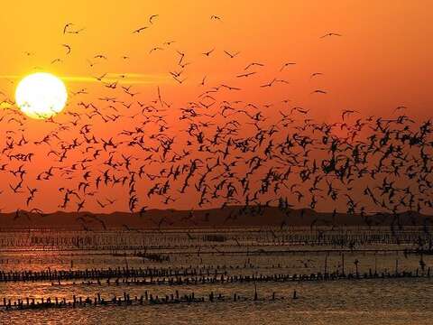 北門區-黑腹燕鷗(照片由雲嘉南濱海國家風景區管理處提供)