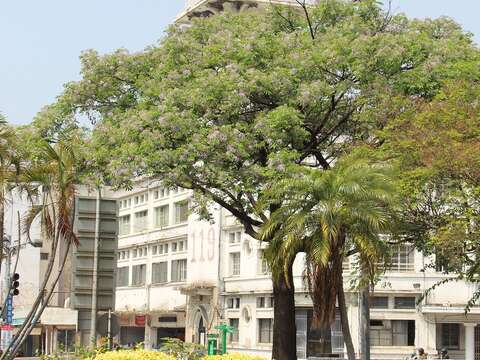 台湾苦楝(汤德章纪念公园)
