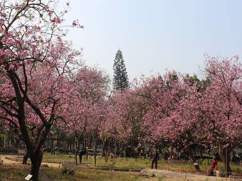 羊蹄甲2(臺南公園)