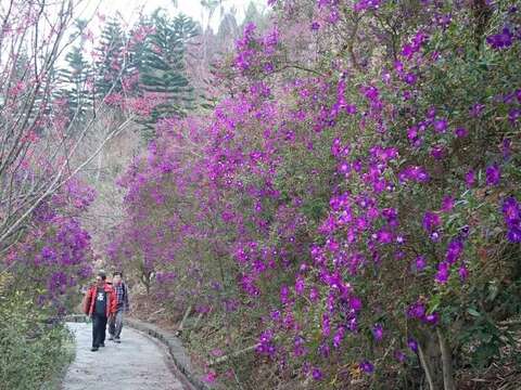紫牡丹1(梅嶺梅峰古道)