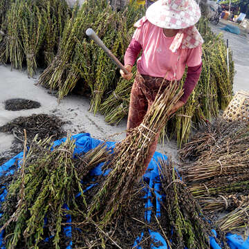 2.農婦敲芝麻