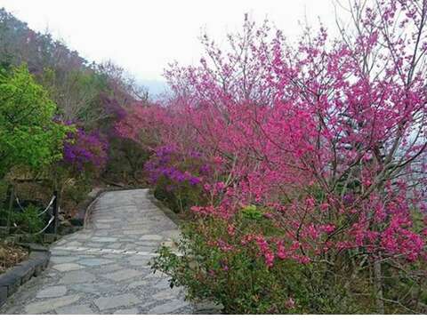 初春寻踪 台南恋爱赏花趣