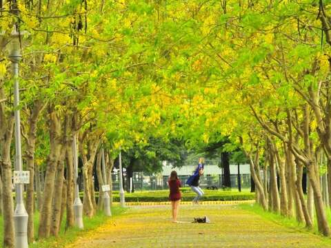 虎头埤阿勃勒花季花道美景