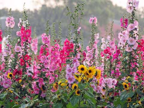 學甲蜀葵花田