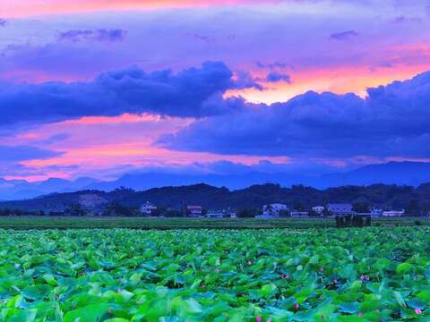 白河蓮花