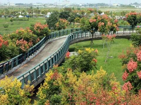 安定區安定湖公園的臺灣欒樹