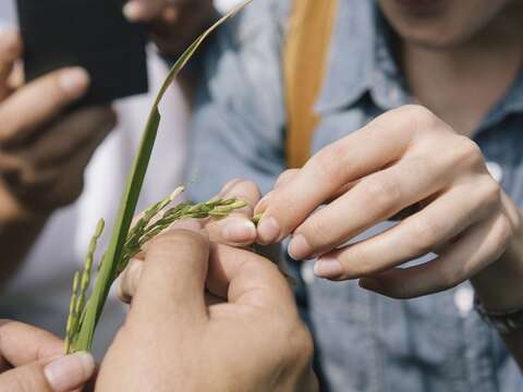 學於接觸稻米的過程