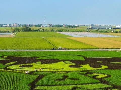 後壁菁寮无米乐彩绘稻田