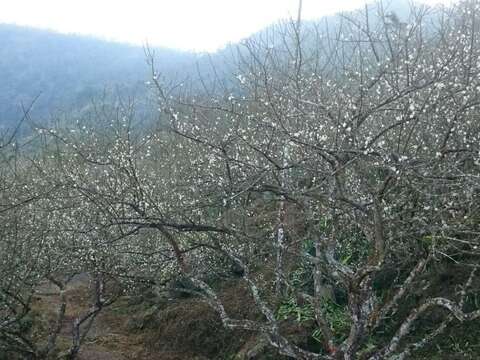 素有台南阳明山美名的「梅岭」梅花已开满枝头