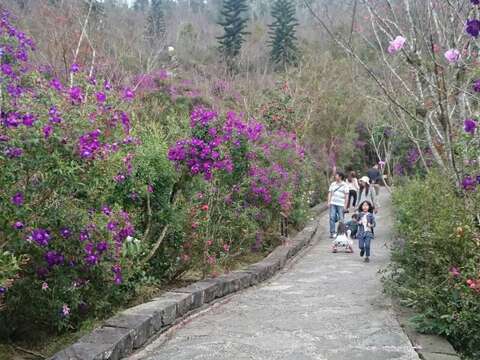 梅岭紫牡丹满山迎宾