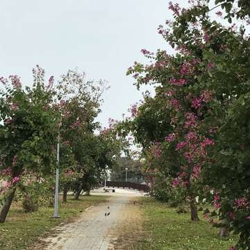 安平区林默娘公园的艳紫荆花道