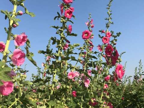 學甲區蜀葵花田2