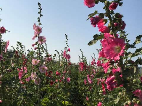 學甲區蜀葵花田1