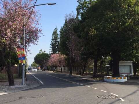 新營區台糖鐵道園區的豔紫荊花道