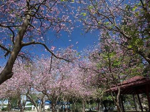 黃國棟提供-台南公園-羊蹄甲