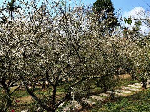 花海遊蹤「花現‧台南」攝影比賽 十萬元獎金等你拿