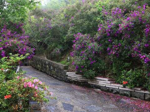 花海遊蹤「花現‧台南」攝影比賽 十萬元獎金等你拿