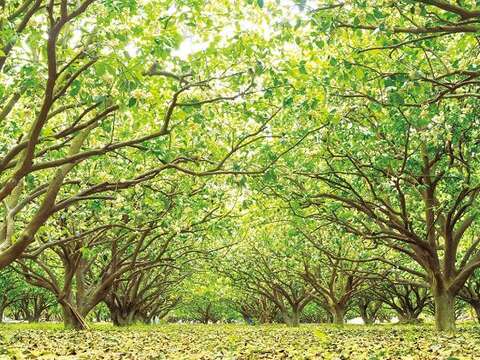 花海遊蹤「花現‧台南」攝影比賽 十萬元獎金等你拿