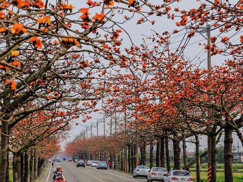 花海游踪「花现‧台南」摄影比赛 十万元奖金等你拿