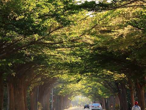 花海遊蹤「花現‧台南」攝影比賽 十萬元獎金等你拿