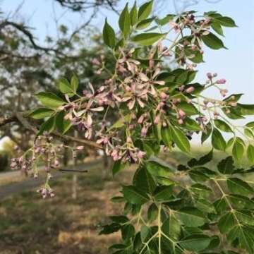 苦楝花散發淡雅幽香