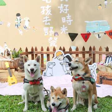 囍八格宠物餐厅店狗