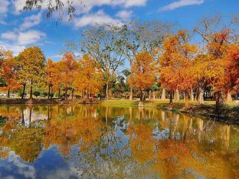 台南東區巴克禮公園的落羽松，享受都市中的森林浴