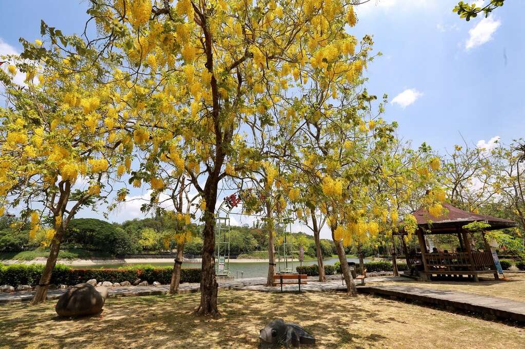 「阿勃勒生态季」 邀您赏花深度游虎头埤