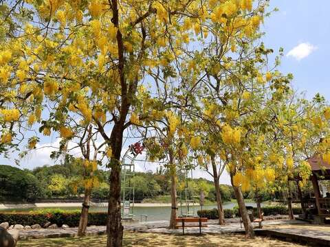 「阿勃勒生態季」 邀您賞花深度遊虎頭埤