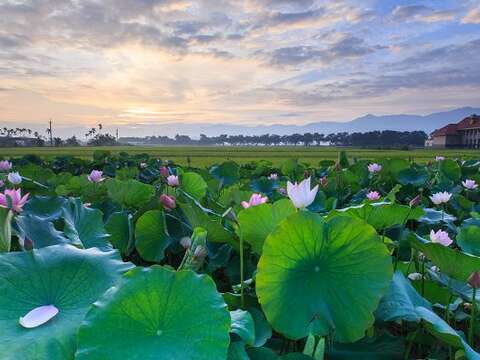 台南限定端午连假游白河莲花