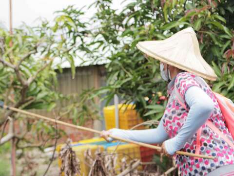 在熱情的陽光下體驗採芒果樂、在細雨中奔跑發掘玉井老街的故事