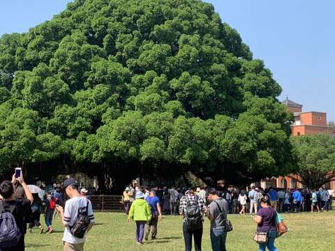 成大榕園