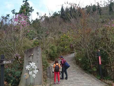 梅峰古道_花況