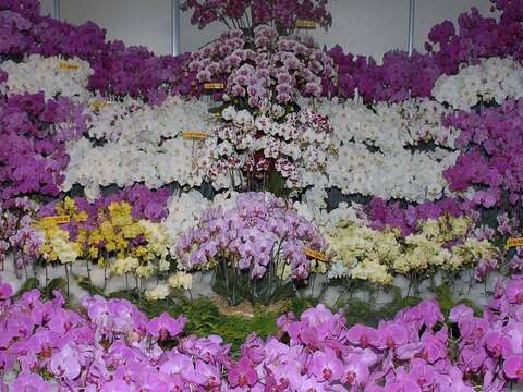 Taiwan International Orchid Show