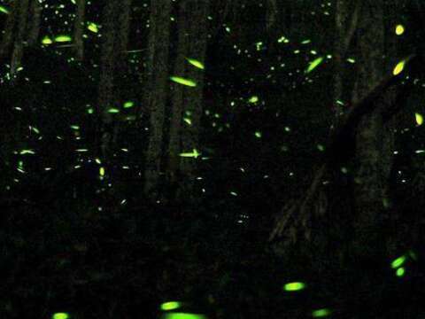 Meiling Firefly Season