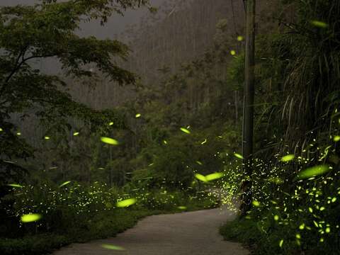 螢火蟲為你照亮夜晚的道路