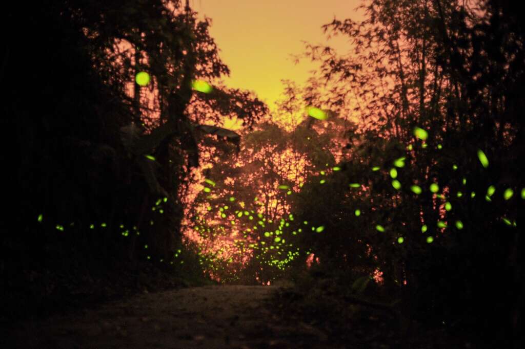 7.梅岭赏萤
