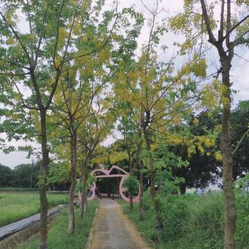 绿色隧道充斥绿意