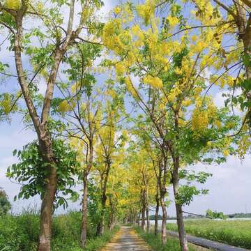 阿勃勒林道盛開