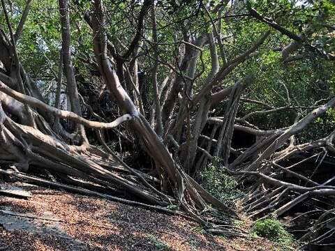 安平樹屋的屋頂