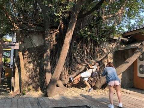 The inside of the Anping Tree House (3)