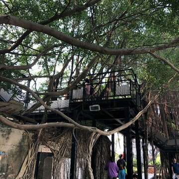 Anping Tree House