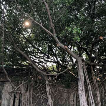 Anping Tree House