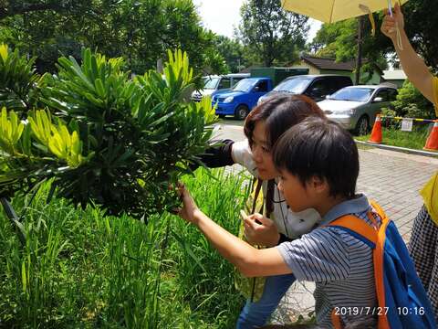 实地观察罗汉松的种子