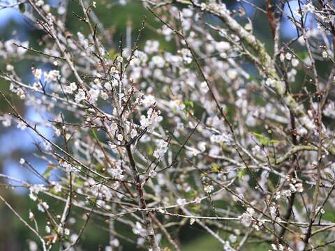 梅花已逐渐绽放
