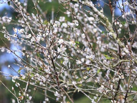 梅花已逐漸綻放